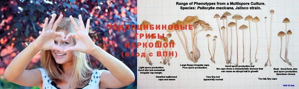 СК Аркадак
